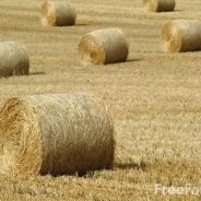 County Hay Show Winners Named Thursday