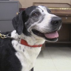 Bandit Needs a Home