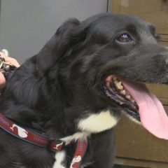 Hearts of Life Animal Rescue Presents Baby for Adoption