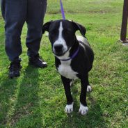 Animal of the Week: Blaise