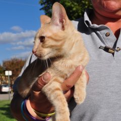 Animal of the Week: Twinkie the Cat
