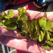 Infestation of Giant Salvinia Found on Lake Fork