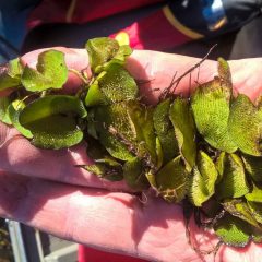 Infestation of Giant Salvinia Found on Lake Fork
