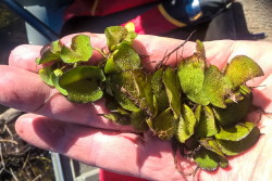 Giant Salvinia