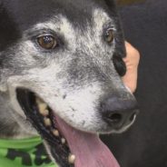 Danny Is Looking For a Home