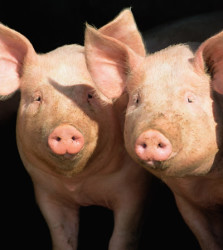 swine