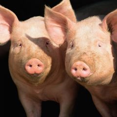 NETLA Swine Validation By December 1