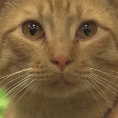 Hearts of Life Presents Chester the Cat for Adoption