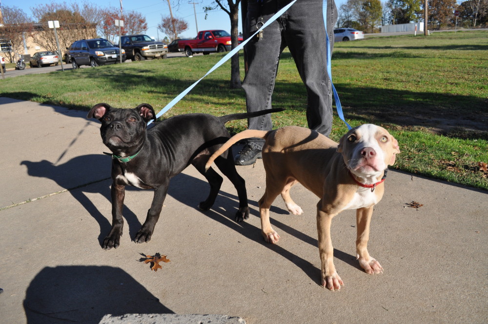 Pebbles & Bam Bam