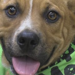 Hearts of Life’s Ziggy Needs A Home