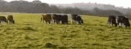 State Steer And Heifer Validation Pre-Orders Due March 31, 2023 At Noon. By Mario Villarino