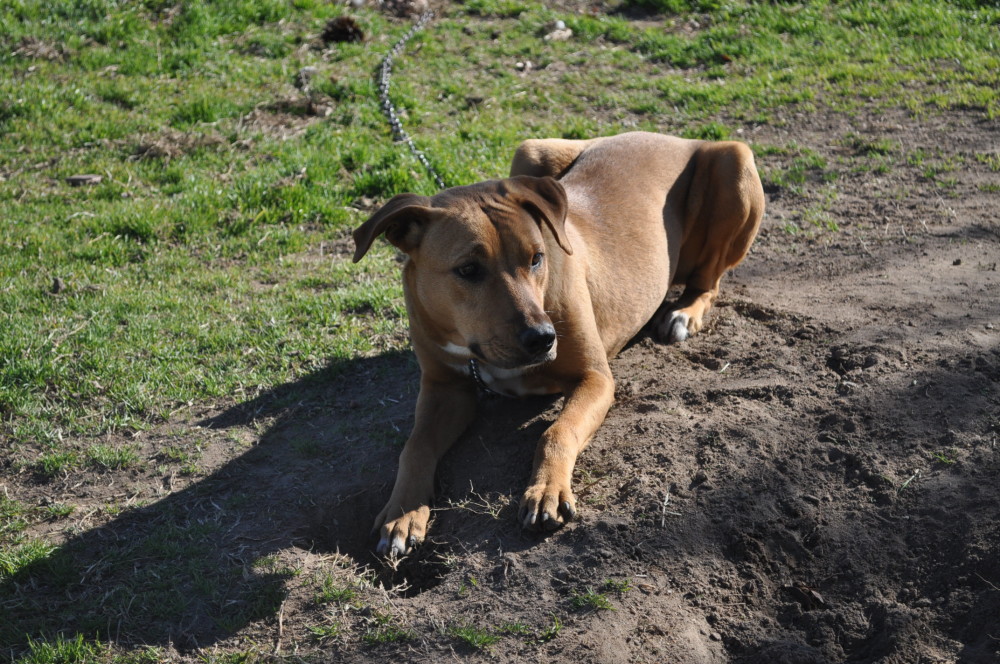 Buster Brown