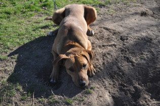 Buster Brown