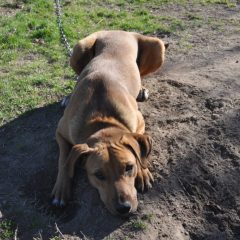 Animal of the Week: Buster Brown