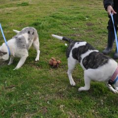 Animals of the Week: Lavern and Shirley