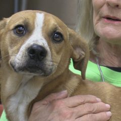 Hearts of Life Dog of the Week-Lyndie