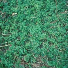 What is that weed?