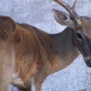 Local Deer Hunters Need To Be Aware of CWD