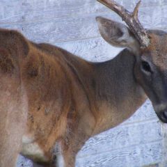 Chronic Wasting Disease Ante-mortem Testing Symposium Live Stream