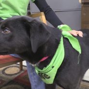 Hearts of Life Animal Shelter Dog of the Week: Sophie