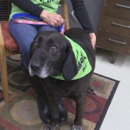 Hearts of Life Animal Rescue Shelter Presents Trixie for Adoption