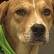 Hearts of Life Presents Jana for Adoption