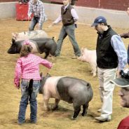 Hopkins County Junior Livestock Show Begins Thursday; Sale of Champions Saturday Afternoon