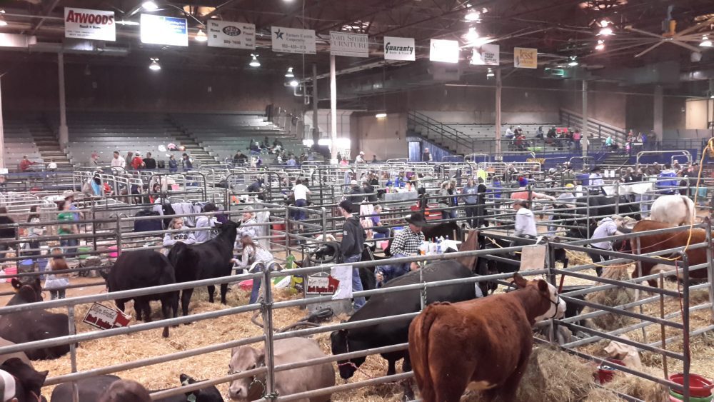 LIVESTOCK 1