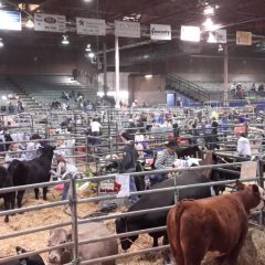 Junior Market Livestock Show Sale of Champion Sets Another Record