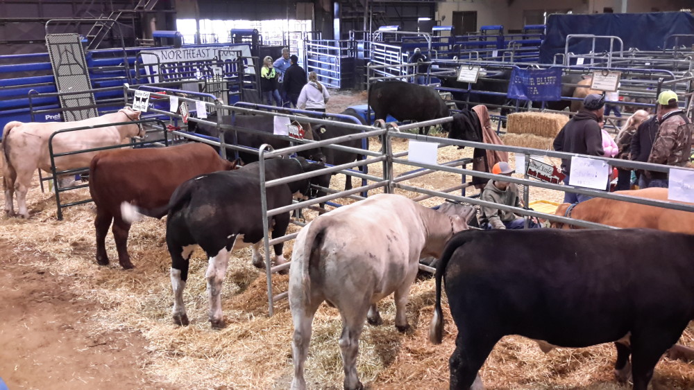 LIVESTOCK 2