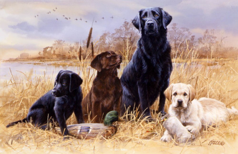 adayinthemarsh