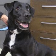 Hearts of Life Presents Abby for Adoption