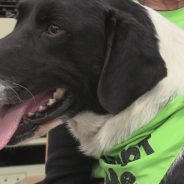 Hearts of Life Offers Valentine’s Adoption Opportunity