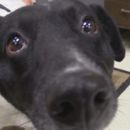 Hearts of Life Presents Sarah for Adoption