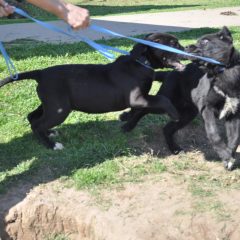 Animal of the Week: Butch and Sundance