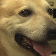 Hearts of Life Presents Diego for Adoption