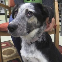 Hearts of Life Presents Lizzie for Adoption At Saturday Adopt-a-thon