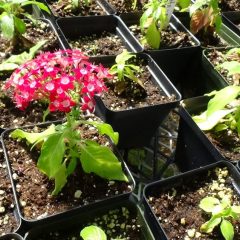 SSHS Plant Sale