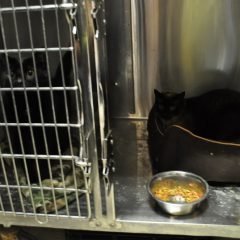 Animal of the Week: Jazz and Bella
