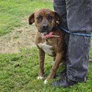 Animal of the Week: Heidi