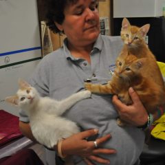 Animals of the Week: Huey, Dewey and Louie
