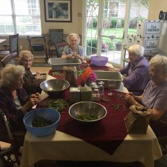 Fresh Green Beans for the Clara Bridges 90+ Banquet this Saturday