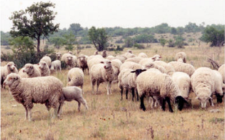 sheep
