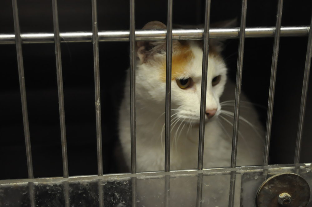 Animal Shelter