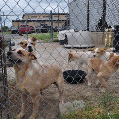 Animals of the Week: The Brady Bunch