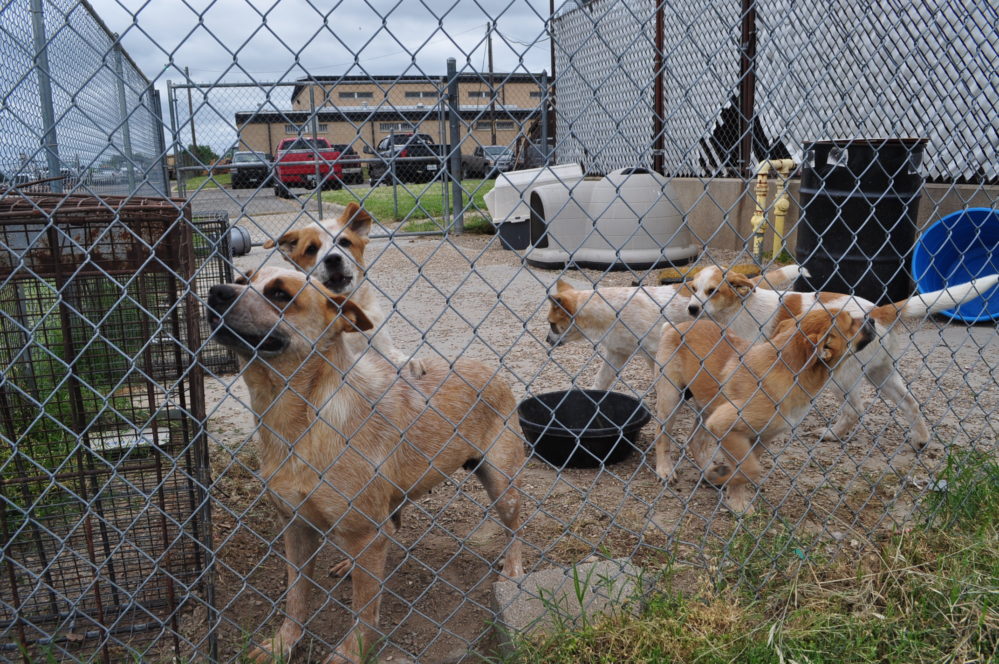 Brady Bunch