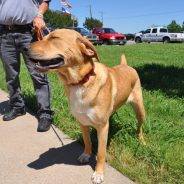 Animal of the Week: Libby