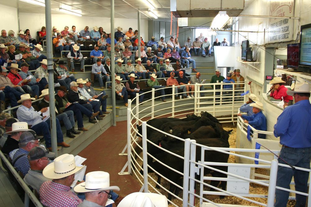 SS livestock NETBIO 1