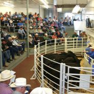 Special Offering of Heifers, Bulls and Mixed Cow/Calf Pairs at Auction