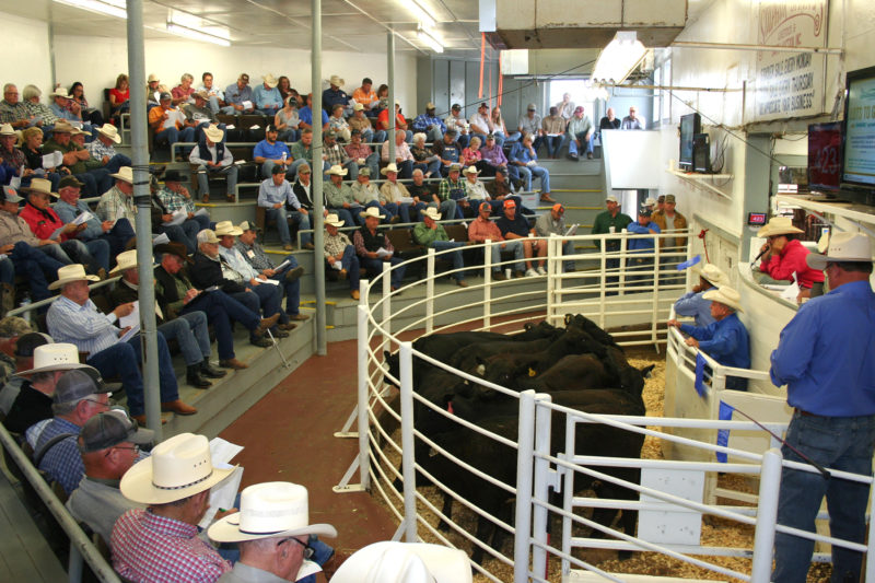 SS livestock NETBIO 1